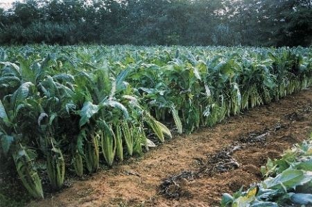 bioprodotti-coi-cardi-sardi-accordo-coldiretti-novamont