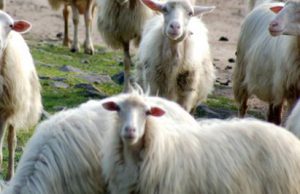 Sviluppo Rurale, visite guidate per gli allevatori nei laboratori Aras sviluppo-rurale-visite-guidate-per-gli-allevatori-nei-laboratori-aras