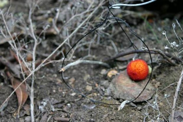 Capoterra capoterra-armi-artigianali-e-trappole-nell-and-rsquo-ovile-arrestato-un-bracconiere-di-assemini