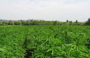 Bonifica terreni agricoli con piantagioni di canapa indiana, proposta in Regione bonifica-terreni-agricoli-con-piantagioni-di-canapa-indiana-proposta-in-regione