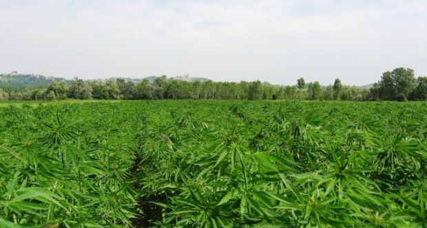 bonifica-terreni-agricoli-con-piantagioni-di-canapa-indiana-proposta-in-regione