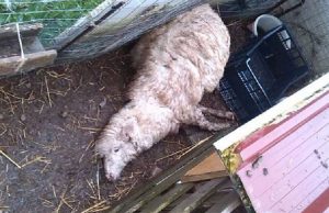 massacrano-asinelli-e-pecore-bastonano-il-cane-e-rubano-animali-distrutta-fattoria-didattica