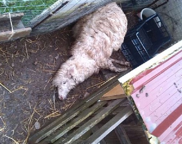 massacrano-asinelli-e-pecore-bastonano-il-cane-e-rubano-animali-distrutta-fattoria-didattica