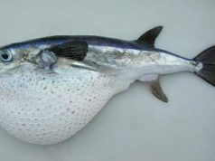 catturato-un-rarissimo-esemplare-di-capolepre-la-sua-carne-and-egrave-velenosissima