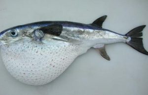 Catturato un rarissimo esemplare di Capolepre: la sua carne è velenosissima catturato-un-rarissimo-esemplare-di-capolepre-la-sua-carne-and-egrave-velenosissima