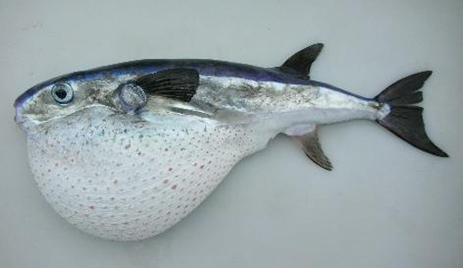 catturato-un-rarissimo-esemplare-di-capolepre-la-sua-carne-and-egrave-velenosissima