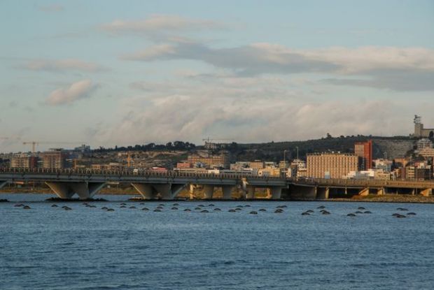 Molentargius e Santa Gilla molentargius-e-santa-gilla-tavolo-regionale-per-le-zone-umide