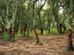 and-quot-distretto-del-sughero-per-rilanciare-settore-in-crisi-and-quot