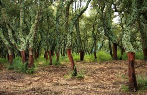 "Distretto del sughero per rilanciare settore in crisi" and-quot-distretto-del-sughero-per-rilanciare-settore-in-crisi-and-quot