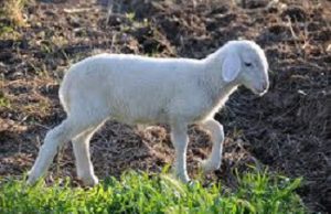 agnello-sardo-al-via-promozione-presso-la-grande-distribuzione