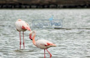 molentargius-poetto-s-gilla-riunione-sindaci-area-vasta-per-gestione-associata