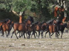 Cavallini della Giara, raccolti oltre 9mila euro. Tra sostenitori Canalis e Bardot cavallini-della-giara-raccolti-oltre-9mila-euro-tra-sostenitori-canalis-e-bardot