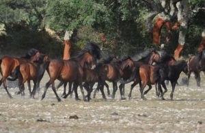cavallini-della-giara-raccolti-oltre-9mila-euro-tra-sostenitori-canalis-e-bardot