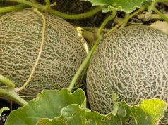 La scoperta a Cabras, popoli nuragici primi coltivatori di meloni nel Mediterraneo la-scoperta-a-cabras-popoli-nuragici-primi-coltivatori-di-meloni-nel-mediterraneo