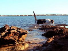 Colonia felina a Su Pallosu: microchip ai gatti e diffida al comune colonia-felina-a-su-pallosu-microchip-ai-gatti-e-diffida-al-comune