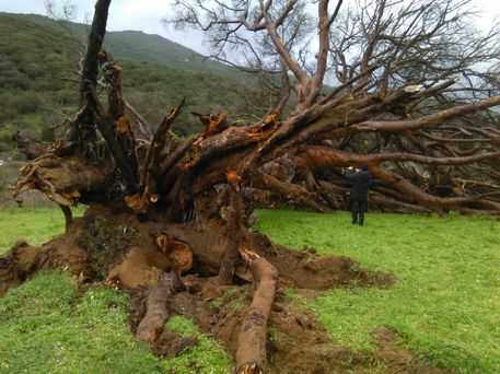 Pino secolare crollato e donato ai cittadini. Al suo posto una statua pino-secolare-crollato-e-donato-ai-cittadini-al-suo-posto-una-statua