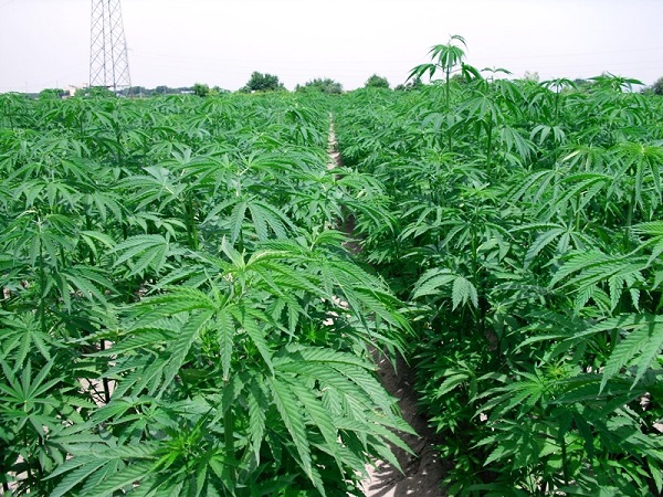 piantagioni-di-canapa-indiana-nei-terreni-inquinati-ecco-450-mila-euro