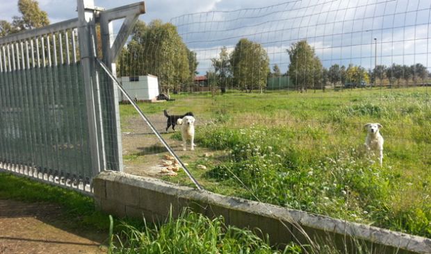 cani-rinchiusi-in-un-terreno-e-abbandonati-erano-i-and-ldquo-guardiani-and-rdquo-di-un-trafficante-di-droga-video