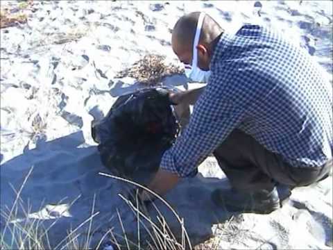 Poetto poetto-caccia-all-and-rsquo-amianto-in-spiaggia-apre-nuovo-cantiere