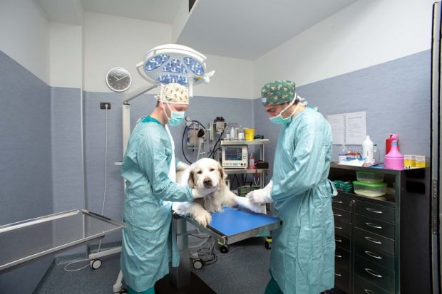 non-solo-sindaci-nell-and-rsquo-isola-attentati-contro-i-veterinari-pubblici