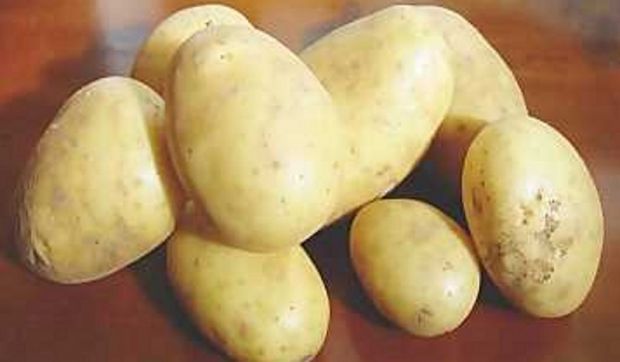 coldiretti-and-ldquo-tuteliamo-le-patate-di-montagna-sarde-and-rdquo