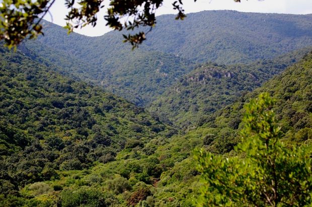 giallo-nel-goceano-misterioso-predatore-uccide-mucche-e-pecore-indaga-la-forestale