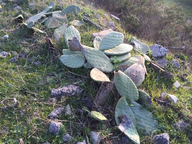 raid-nei-terreni-di-libera-strappati-alla-criminalit-and-agrave-distrutti-900-fichi-d-and-rsquo-india