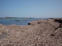 Posidonia spiaggiata, progetto Coldiretti per il riutilizzo posidonia-spiaggiata-progetto-coldiretti-per-il-riutilizzo