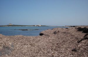 Posidonia spiaggiata, Forma e Cacciotto (PD): “La Regione Sardegna fornisca ulteriori chiarimenti per avere chiarezza sulle competenze” posidonia-spiaggiata-progetto-coldiretti-per-il-riutilizzo