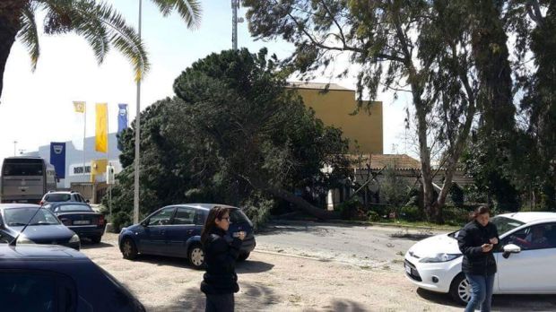 sestu-crolla-un-pino-traffico-in-tilt-in-viale-monastir