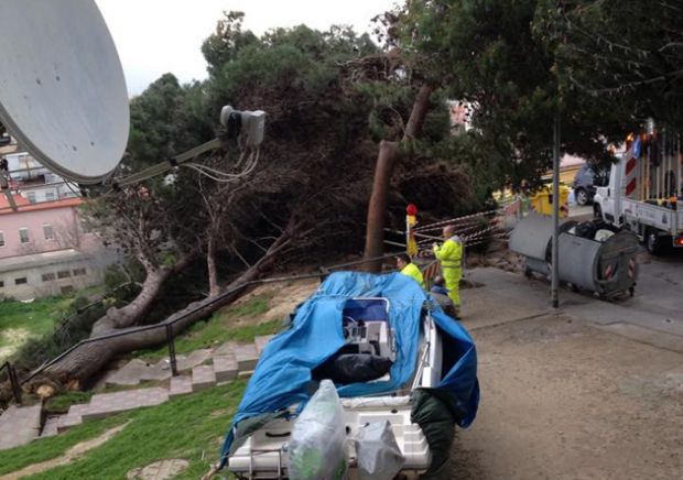 via-castelli-albero-giudicato-and-quot-non-a-rischio-caduta-imminente-and-quot-crolla-dopo-poche-ore