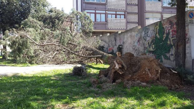 maltempo-paura-a-villacidro-gi-and-ugrave-alberi-e-cavi-della-linea-elettrica