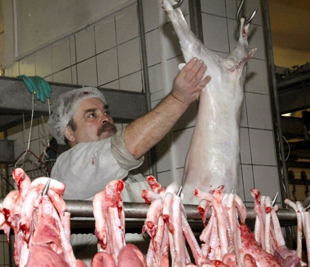 agnello-sardo-and-quot-taroccato-and-quot-inchiesta-della-procura-di-sassari