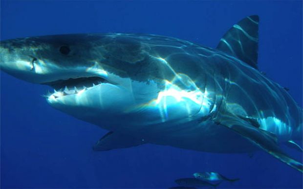 sub-cagliaritano-morto-a-quirra-l-and-rsquo-ipotesi-aggredito-da-uno-squalo