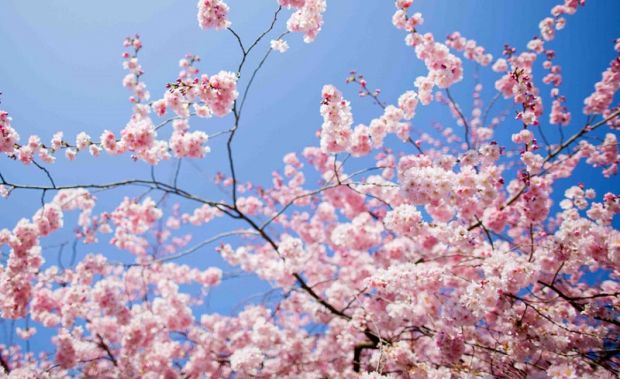 torna-la-primavera-nel-week-end-sabato-22-gradi-in-sardegna