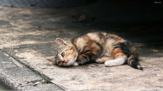 cani-e-gatti-abbandonati-per-crisi-in-campo-le-cestiste-sarde