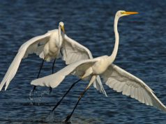 Valorizzazione zone umide, in Sardegna il progetto Zoumate valorizzazione-zone-umide-in-sardegna-il-progetto-zoumate
