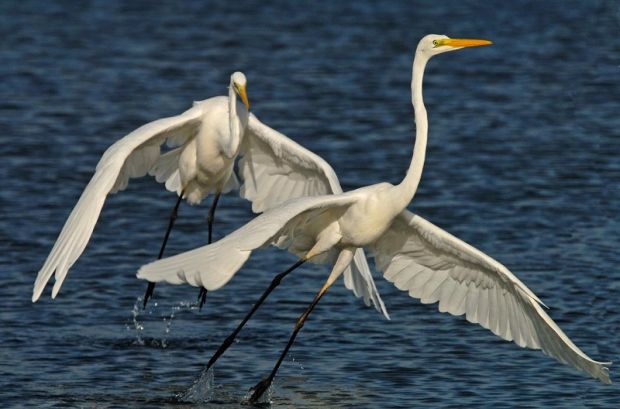 valorizzazione-zone-umide-in-sardegna-il-progetto-zoumate