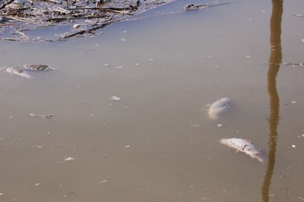 allarme-ecologisti-and-ldquo-moria-di-pesci-a-molentargius-and-rdquo