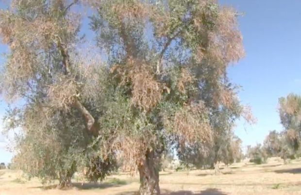 xylella-il-killer-degli-ulivi-centrodestra-and-ldquo-serve-un-cordone-sanitario-nei-porti-e-aeroporti-and-rdquo