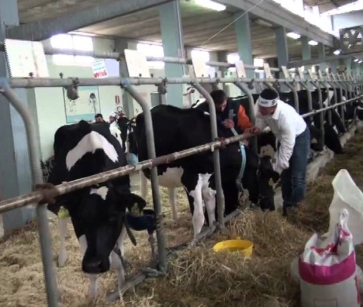 arborea-via-alla-fiera-dell-and-rsquo-agricoltura