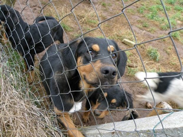 maltempo-a-carbonia-danneggiato-il-rifugio-400-cani-senza-casa