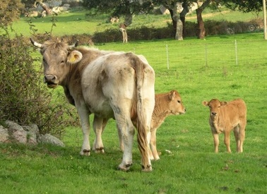 ordinanza-del-sindaco-vitellini-sgozzati-lav-and-ldquo-denunceremo-in-procura-and-rdquo