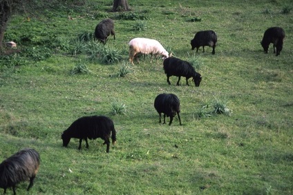 expo-falchi-and-quot-agnello-igp-punta-di-diamante-delle-carni-sarde-and-quot