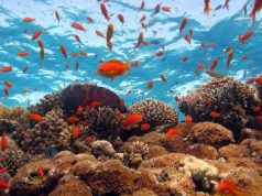 Meridiana, nuovo carnet per Canarie e Mar Rosso meridiana-nuovo-carnet-per-canarie-e-mar-rosso