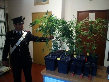 serra-di-marijuana-in-terrazza-un-arresto-in-via-is-maglias