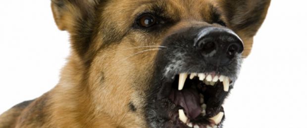 bimbo-di-tre-anni-azzannato-alla-testa-e-al-collo-da-un-cane