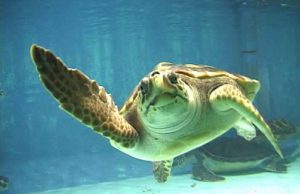 Istade: Sardigna, nàschidas àteras 11 tostoinas marinas a su Poetu portoscuso-tartaruga-in-difficolt-and-agrave-salvata-dai-tonnarotti