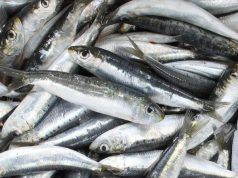 sardine-razze-e-boghe-pescatori-sardi-a-sanremo-per-il-rilancio-del-and-ldquo-pesce-povero-and-rdquo