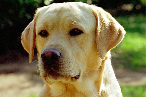 cane-abbandonato-20-giorni-in-casa-disabitata-nutrito-dai-vicini-denunciato-proprietario